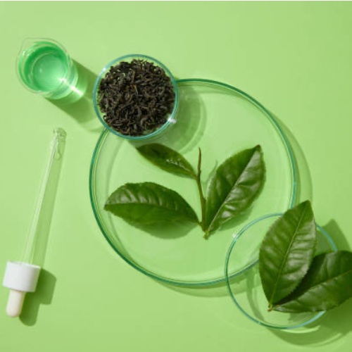Green Tea Extract