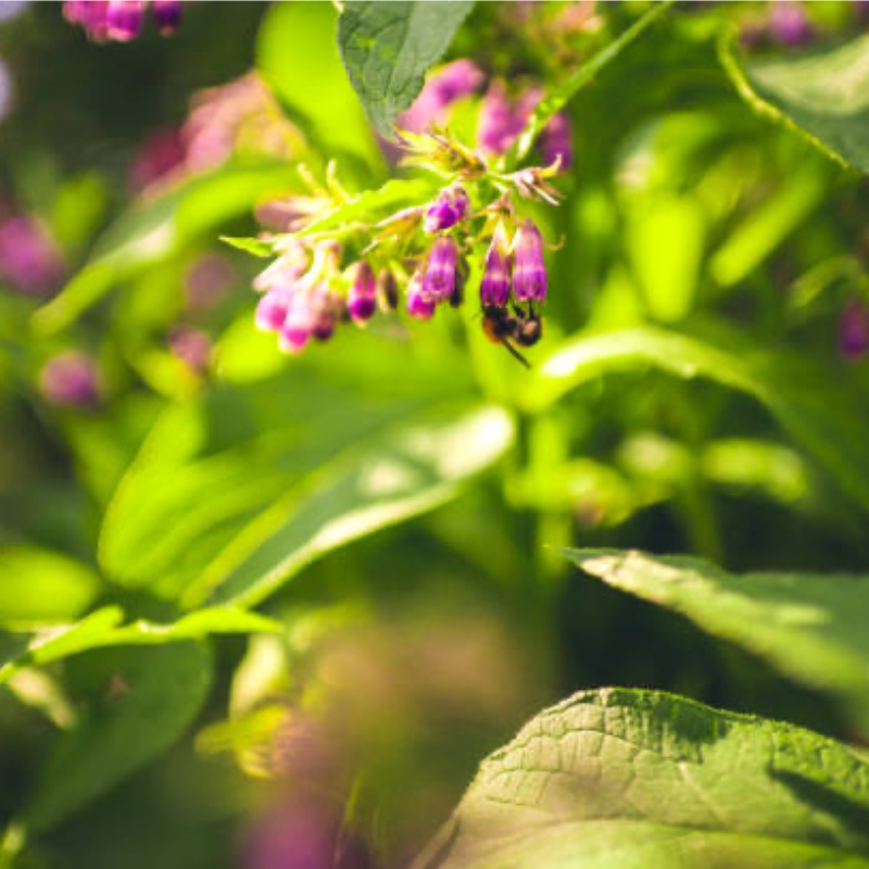 ≥98% Allantoin powder bulk supply