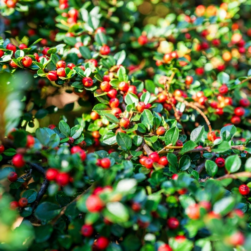 beta arbutin cas 497-76-7